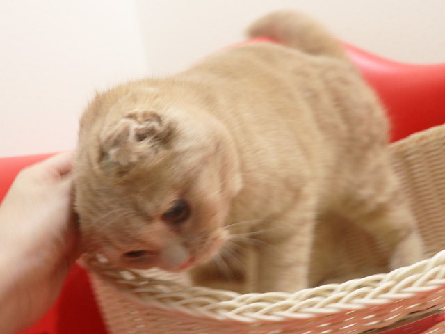 �X�R�e�B�b�V���t�H�[���h�̎q�L�摜