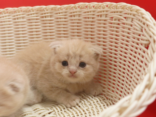 スコティッシュフォールド子猫画像