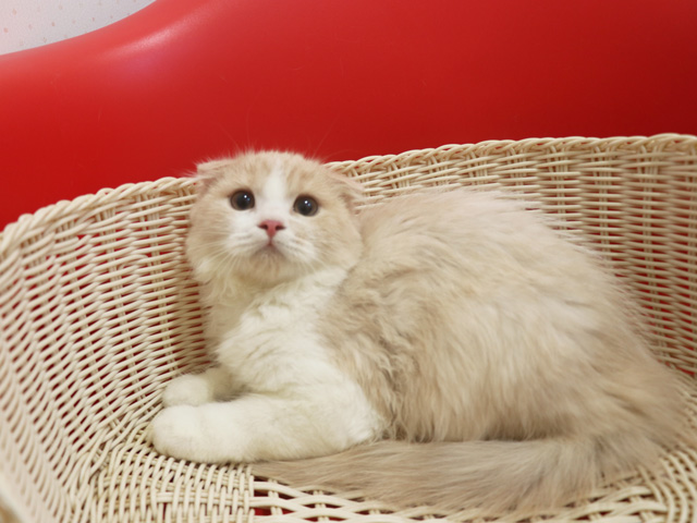 �X�R�e�B�b�V���t�H�[���h�̎q�L�摜