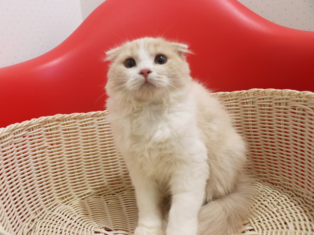 �X�R�e�B�b�V���t�H�[���h�̎q�L�摜