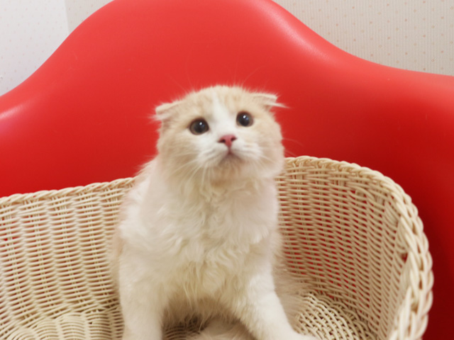 �X�R�e�B�b�V���t�H�[���h�̎q�L�摜