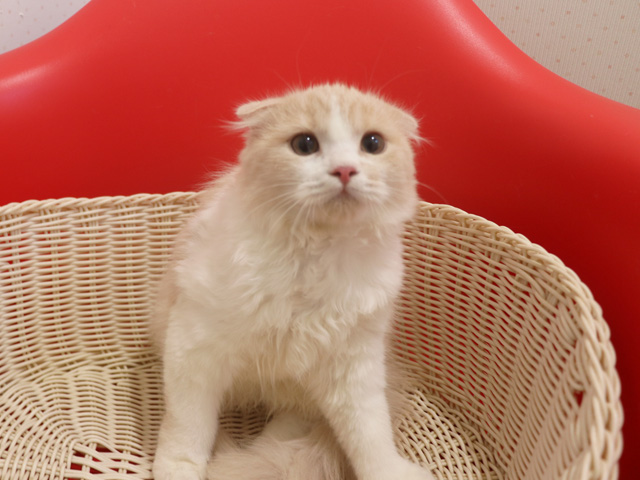 �X�R�e�B�b�V���t�H�[���h�̎q�L�摜