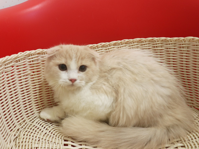 �X�R�e�B�b�V���t�H�[���h�̎q�L�摜