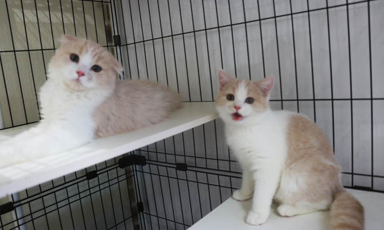 �X�R�e�B�b�V���t�H�[���h�̎q�L�摜