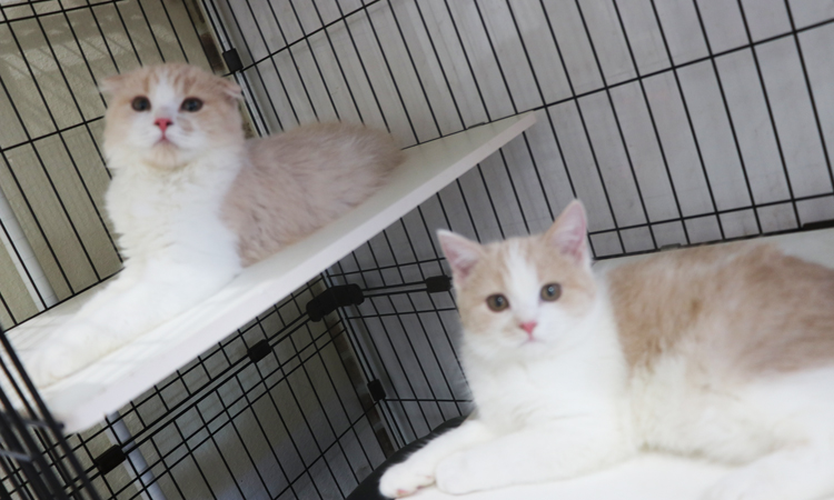 �X�R�e�B�b�V���t�H�[���h�̎q�L�摜