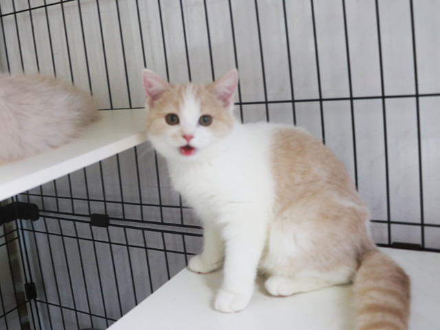 スコティッシュフォールド子猫画像