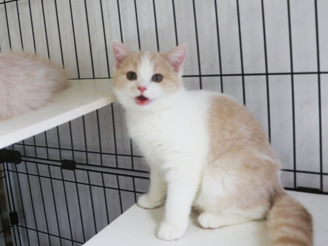 �X�R�e�B�b�V���t�H�[���h�̎q�L�摜