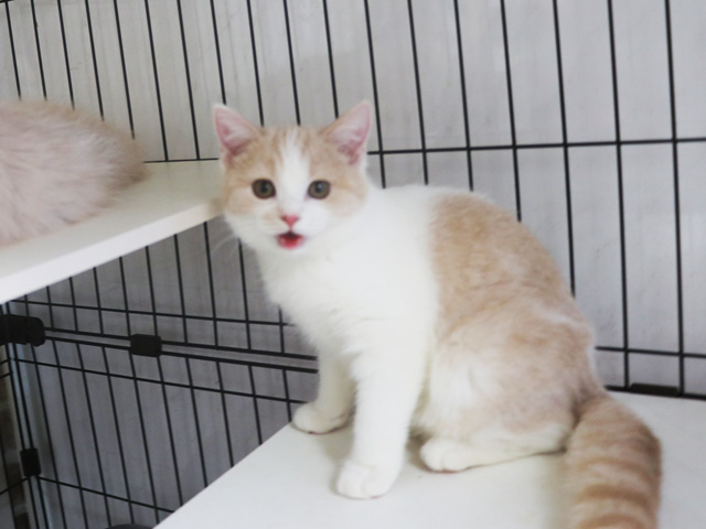 �X�R�e�B�b�V���t�H�[���h�̎q�L�摜