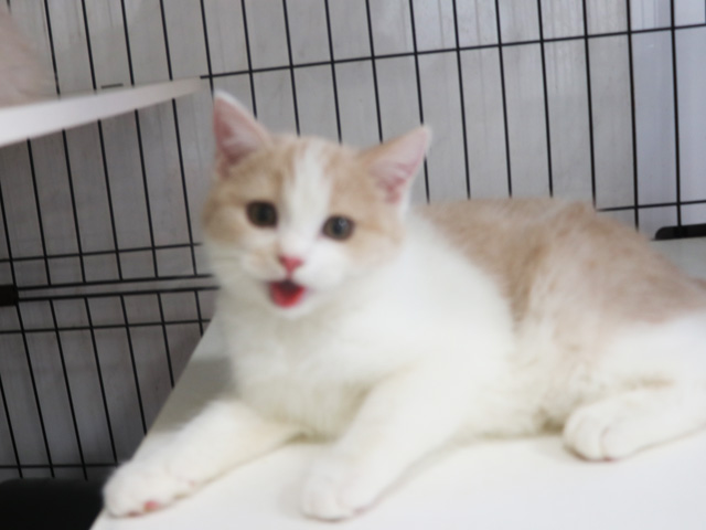 �X�R�e�B�b�V���t�H�[���h�̎q�L�摜