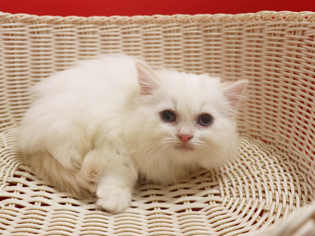 �X�R�e�B�b�V���t�H�[���h�̎q�L�摜