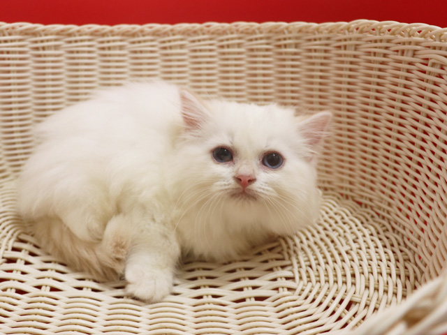 �X�R�e�B�b�V���t�H�[���h�̎q�L�摜