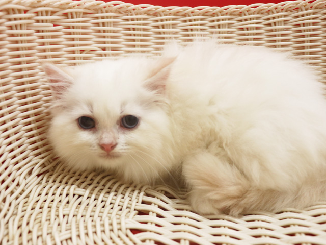 �X�R�e�B�b�V���t�H�[���h�̎q�L�摜