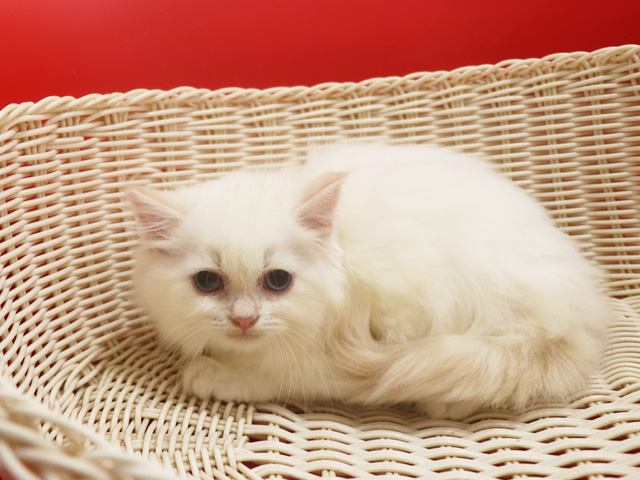 �X�R�e�B�b�V���t�H�[���h�̎q�L�摜