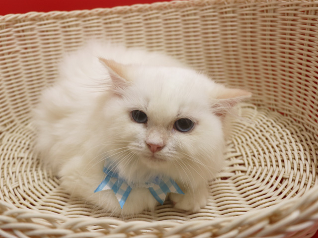 スコティッシュフォールド子猫画像