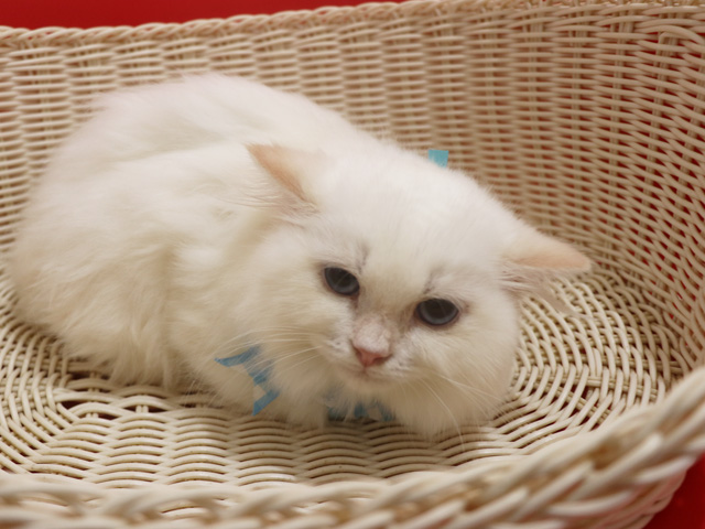 �X�R�e�B�b�V���t�H�[���h�̎q�L�摜