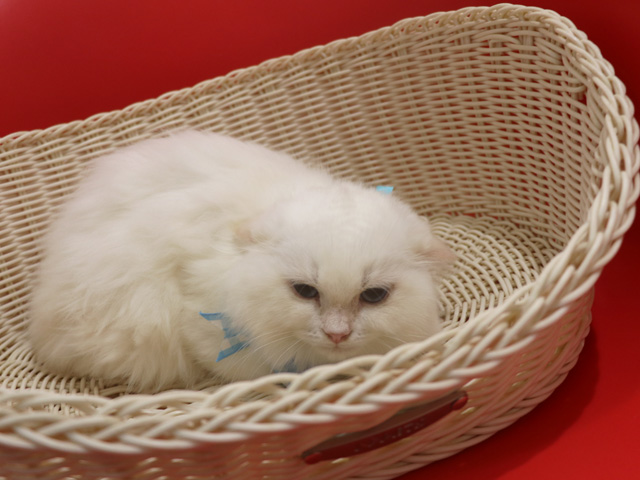 �X�R�e�B�b�V���t�H�[���h�̎q�L�摜