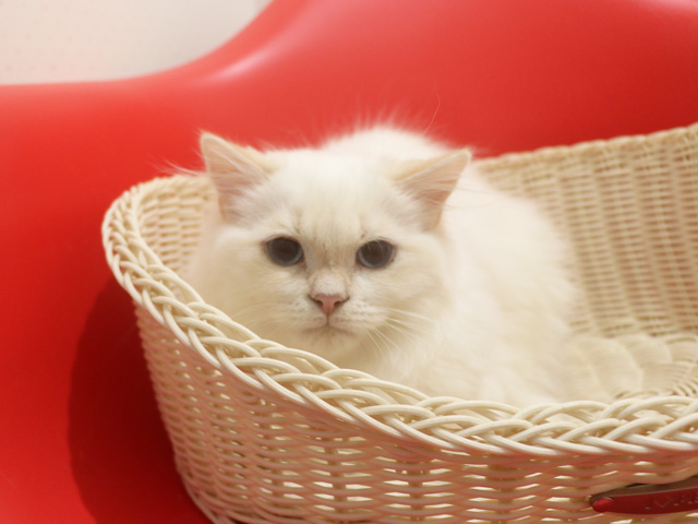 �X�R�e�B�b�V���t�H�[���h�̎q�L�摜