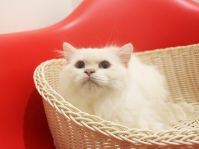 �X�R�e�B�b�V���t�H�[���h�̎q�L�摜