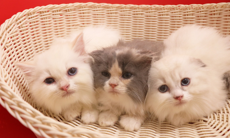 �X�R�e�B�b�V���t�H�[���h�̎q�L�摜