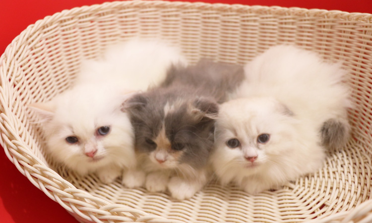 �X�R�e�B�b�V���t�H�[���h�̎q�L�摜