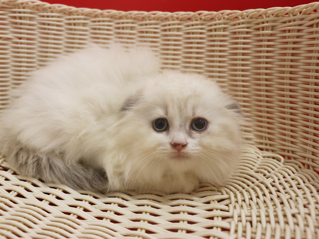 �X�R�e�B�b�V���t�H�[���h�̎q�L�摜