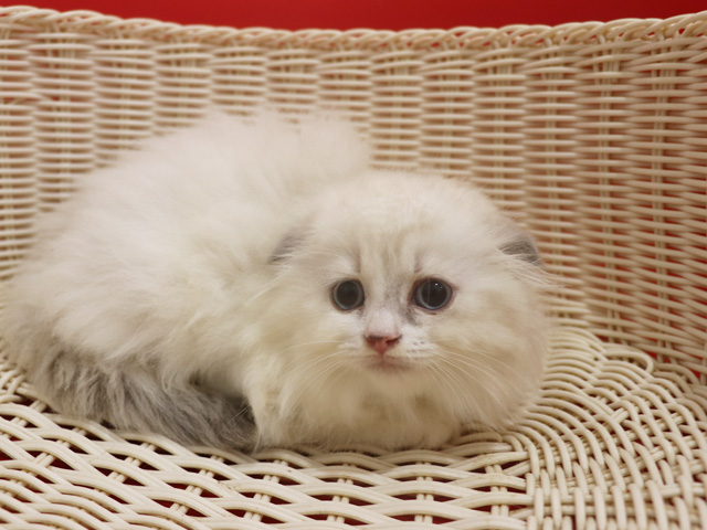 �X�R�e�B�b�V���t�H�[���h�̎q�L�摜