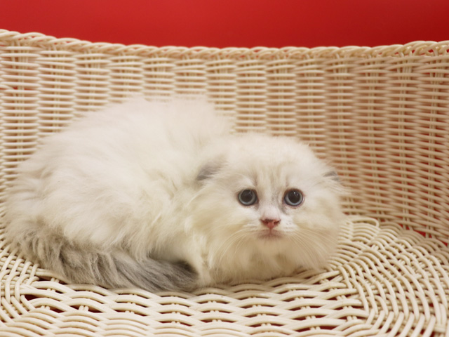 �X�R�e�B�b�V���t�H�[���h�̎q�L�摜