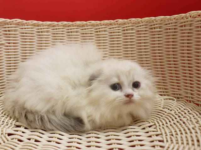 �X�R�e�B�b�V���t�H�[���h�̎q�L�摜