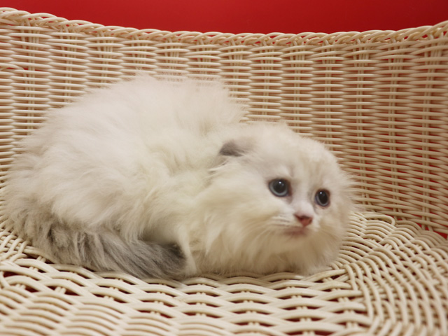 �X�R�e�B�b�V���t�H�[���h�̎q�L�摜