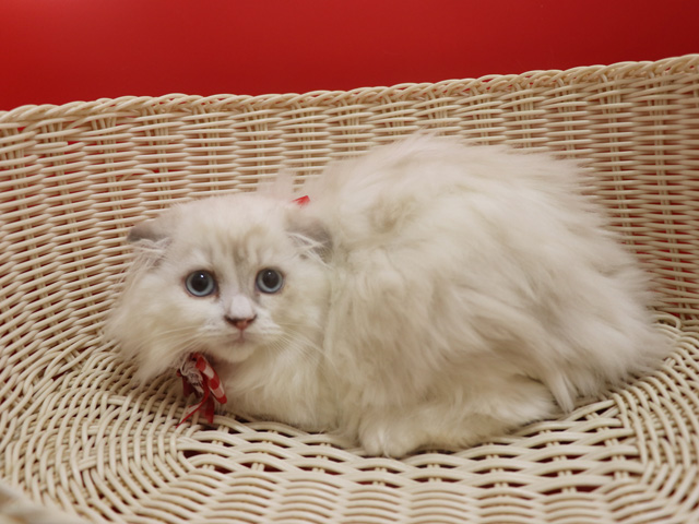 スコティッシュフォールド子猫画像