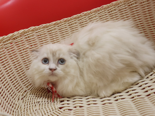 �X�R�e�B�b�V���t�H�[���h�̎q�L�摜