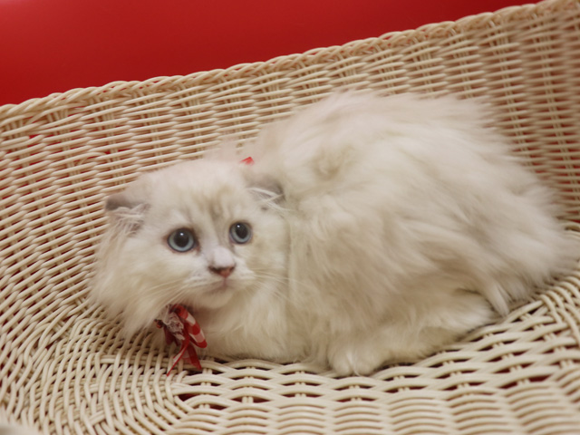 �X�R�e�B�b�V���t�H�[���h�̎q�L�摜