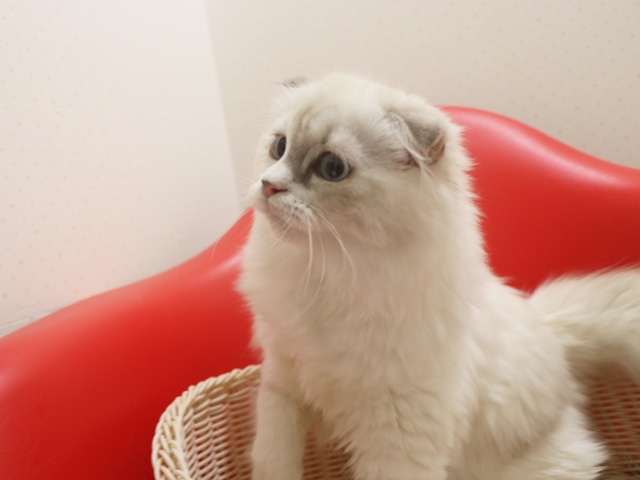 �X�R�e�B�b�V���t�H�[���h�̎q�L�摜