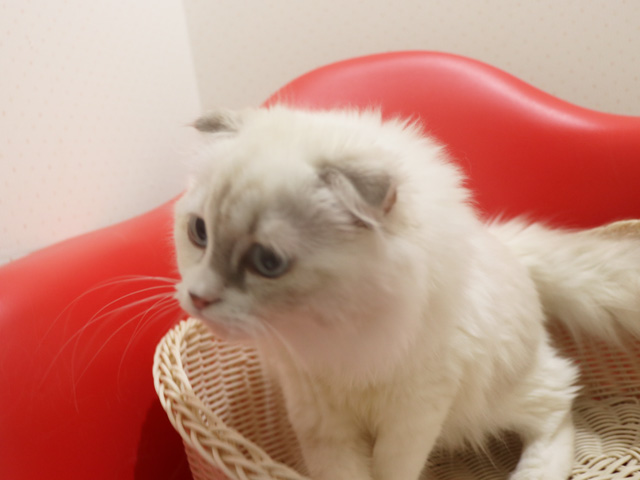 �X�R�e�B�b�V���t�H�[���h�̎q�L�摜