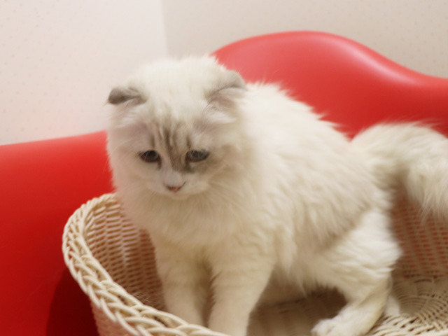 �X�R�e�B�b�V���t�H�[���h�̎q�L�摜