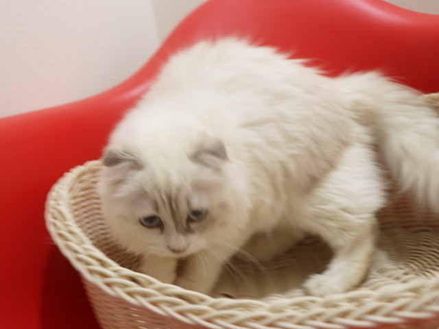 �X�R�e�B�b�V���t�H�[���h�̎q�L�摜