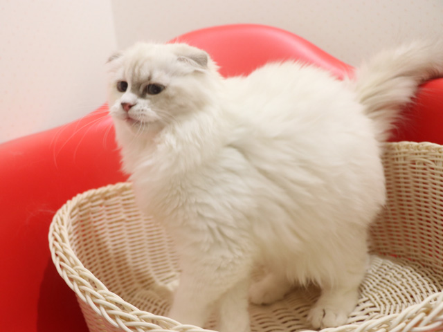 �X�R�e�B�b�V���t�H�[���h�̎q�L�摜