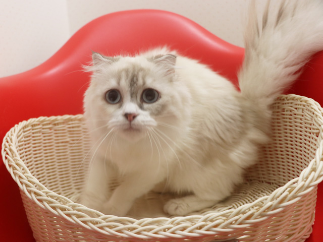 �X�R�e�B�b�V���t�H�[���h�̎q�L�摜