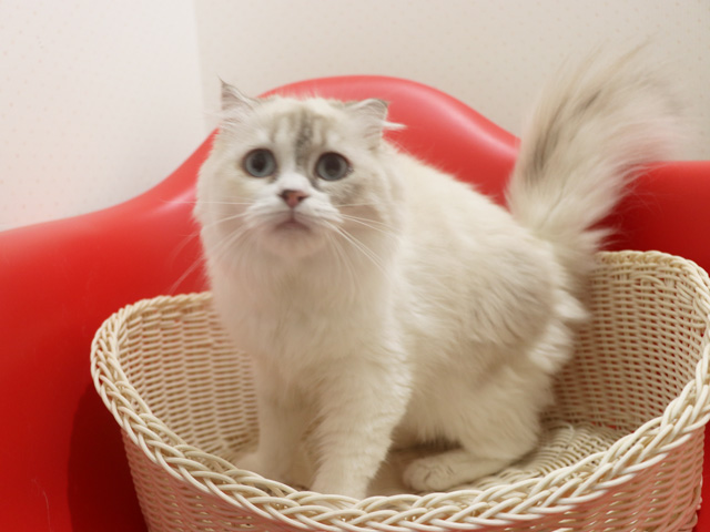 �X�R�e�B�b�V���t�H�[���h�̎q�L�摜