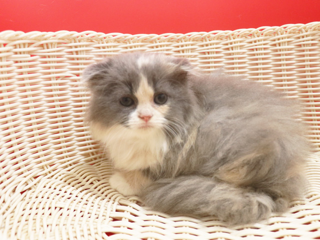 �X�R�e�B�b�V���t�H�[���h�̎q�L�摜