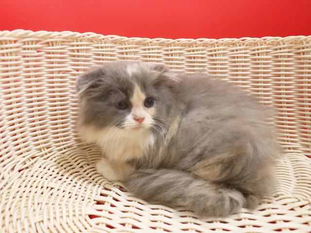 �X�R�e�B�b�V���t�H�[���h�̎q�L�摜