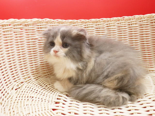 �X�R�e�B�b�V���t�H�[���h�̎q�L�摜