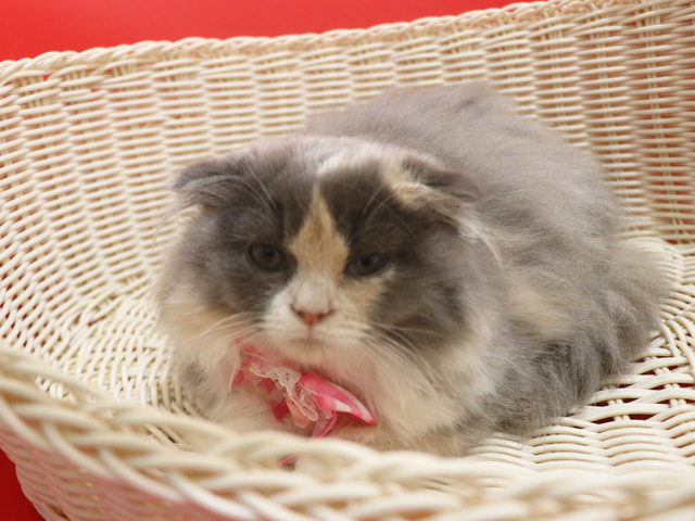 スコティッシュフォールド子猫画像