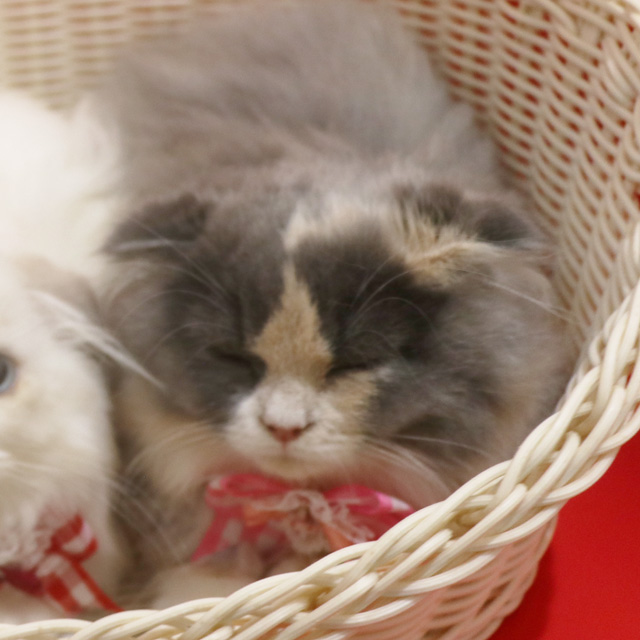 �X�R�e�B�b�V���t�H�[���h�̎q�L�摜