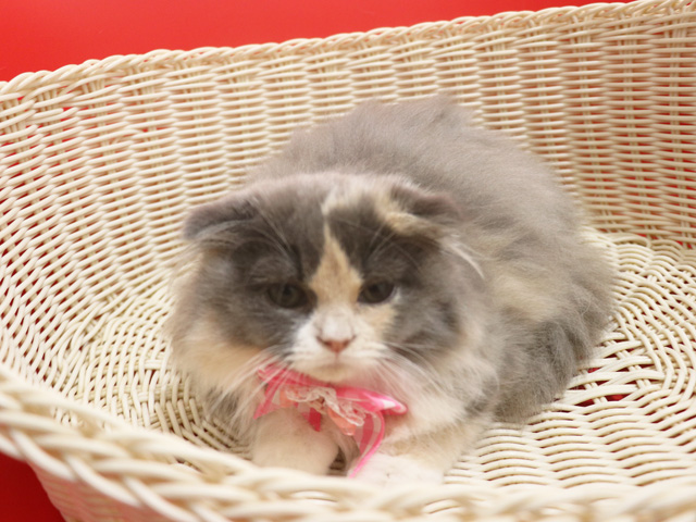 �X�R�e�B�b�V���t�H�[���h�̎q�L�摜