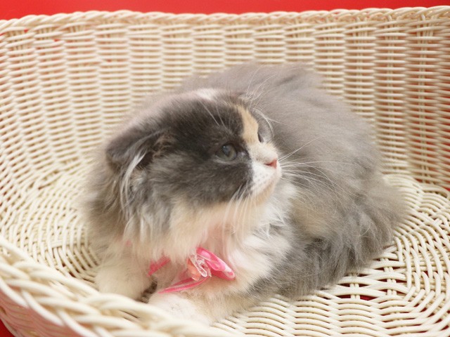 �X�R�e�B�b�V���t�H�[���h�̎q�L�摜