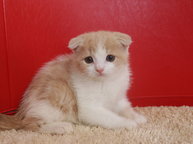 スコティッシュフォールド子猫画像