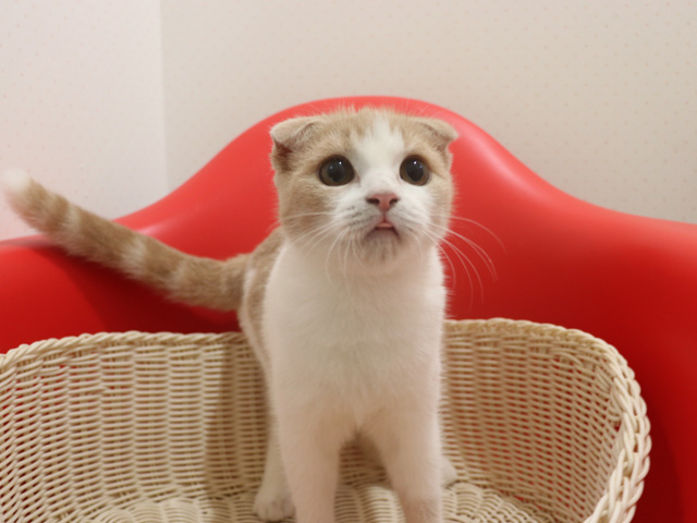�X�R�e�B�b�V���t�H�[���h�̎q�L�摜