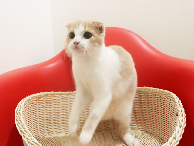 �X�R�e�B�b�V���t�H�[���h�̎q�L�摜