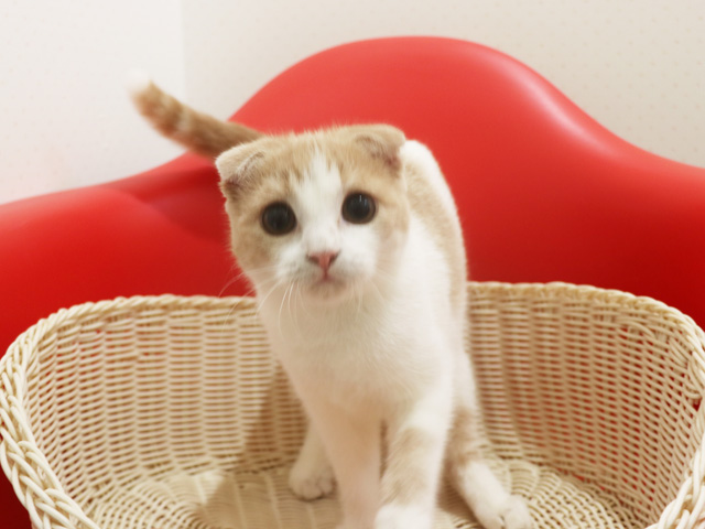 �X�R�e�B�b�V���t�H�[���h�̎q�L�摜